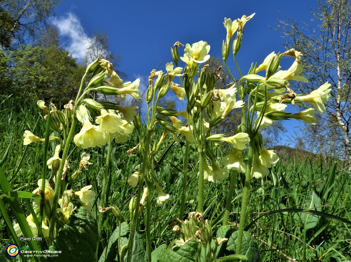 22 Nel prato bei fiori gialli di Primula maggiore (Primula elatior).JPG